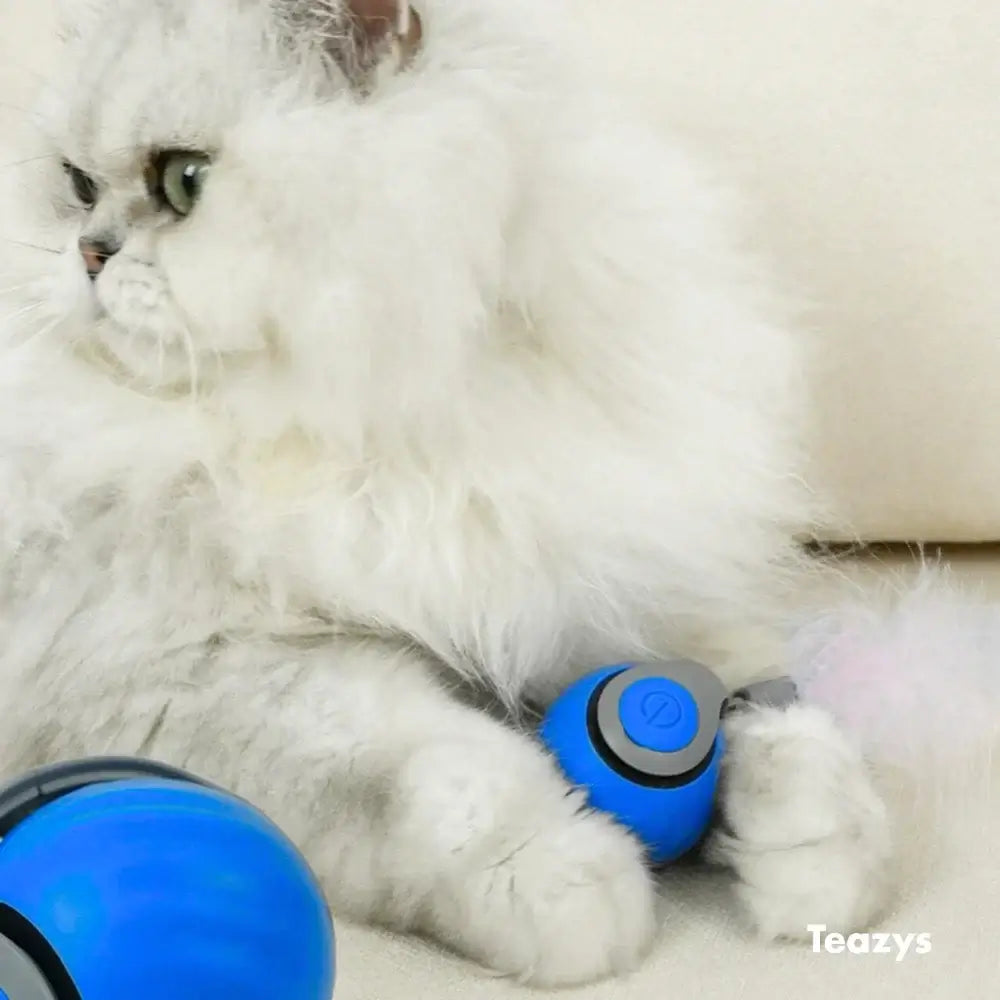 SPEEDY TAIL 2.0 fluffy cat is poised for playtime next to two blue interactive balls on a light surface.