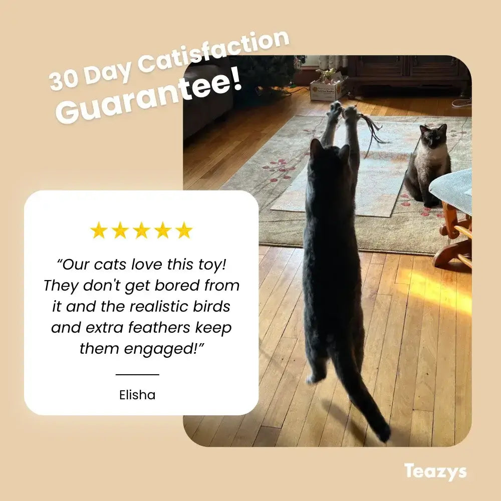 Two cats enjoy the HAPPY HUNTER KIT feather toy in a living room, one leaps while the other watches. An enthusiastic testimonial for this lively toy accompanies the scene.