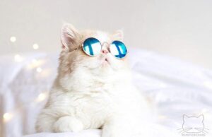 Groovy Kitty Hippie Sunglasses for Trendy Cats!